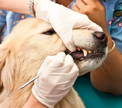 Dog getting dental extraction